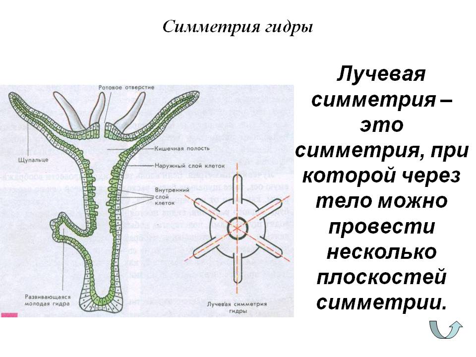 Kraken рабочее зеркало onion