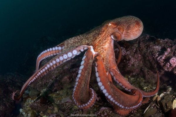 Kraken at17